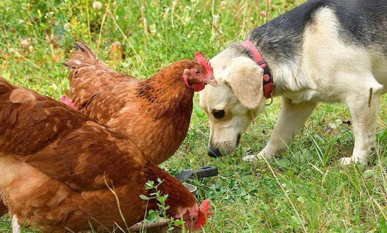 Câmara recolhe cães e galináceos abandonados caes e galinhas