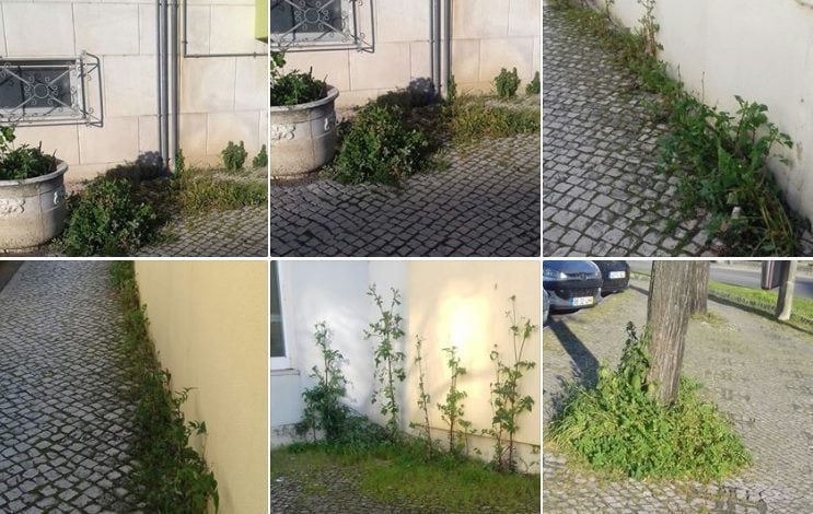 Ervas tomam conta da cidade ervas 6789
