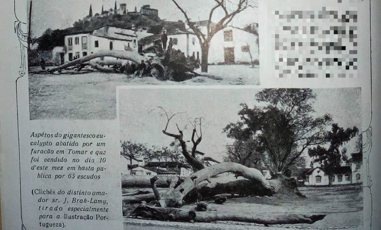 O eucalipto que foi derrubado por um furacão na Várzea Grande eucalipto 1919 039 4477733835370397696 o