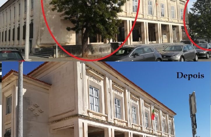 Cortaram as últimas árvores da Várzea Grande arvores tribunal
