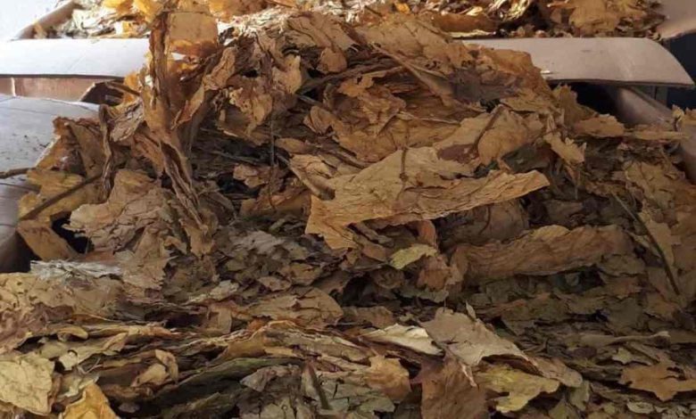 GNR apreende mais de tonelada e meia de folha de tabaco em Abrantes tacaco