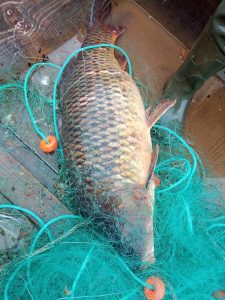 pesca peixe 8127 017444626 o