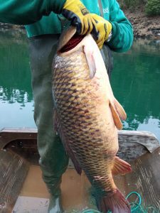 pesca peixe 8127 017444o