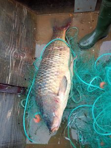 pesca peixe 8127 073145017444626 o