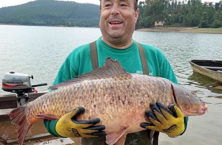 Carpa de 12 quilos pescada na albufeira de Castelo do Bode (c/ fotos) pesca peixe a 812 017444626 o
