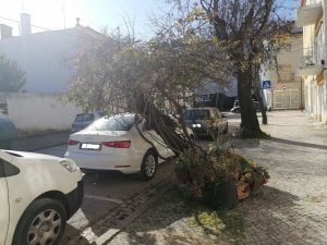 arvore IMG 20210118 134723 1