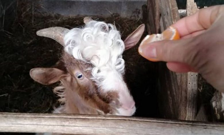 Cabrito cheio de estilo nasce em Fontes (Abrantes) cabrito 2 8126291548866168251 n Copia