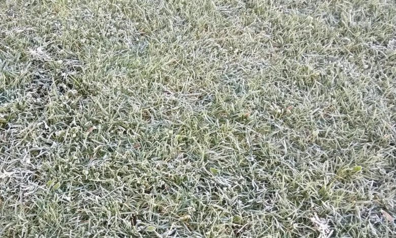 Temperatura desceu aos -4°C em Tomar frio geada 3499862 373137439691374387 o