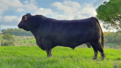 bovino agriangus 235720 4285099982299594752 o