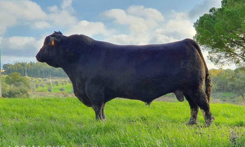 Primeiro leilão de bovinos reprodutores em Tomar bovino agriangus 235720 4285099982299594752 o