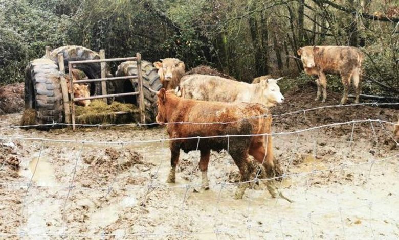 vacas 436 3141332790591769787 n