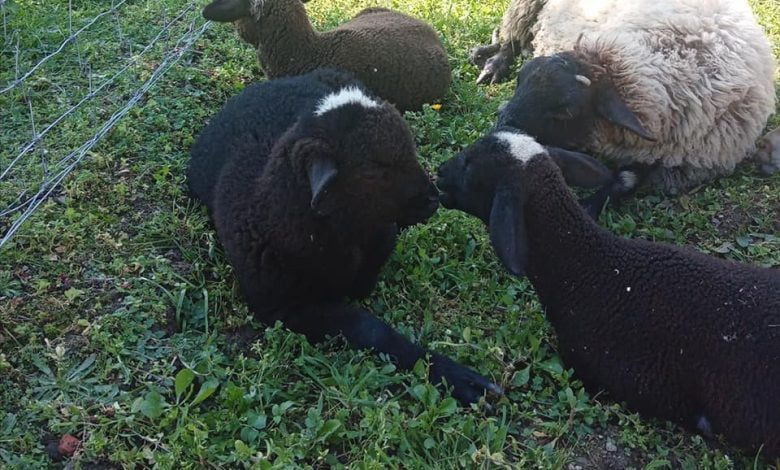 Apelo: ovelhas desapareceram (atualização)* apelo 672 3184518281203422640 n