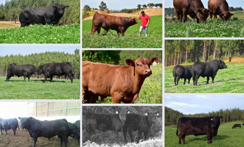 Primeiro leilão da Agriangus foi um sucesso bois bovinos agriangus