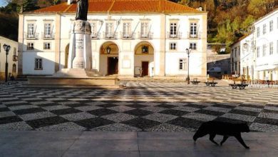 camara gato IMG 20141204 104756