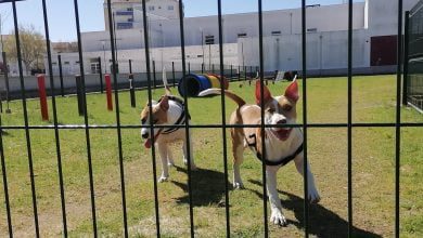 parque canino IMG 20210321 105351