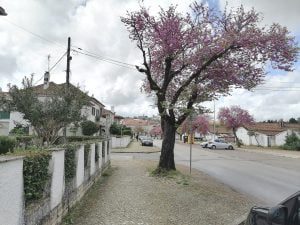 arvore bairro IMG 20210401 131737