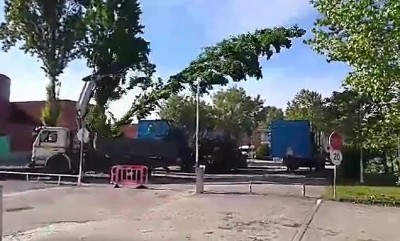 Politécnico manda abater e podar árvores (c/ vídeo) arvores ipt