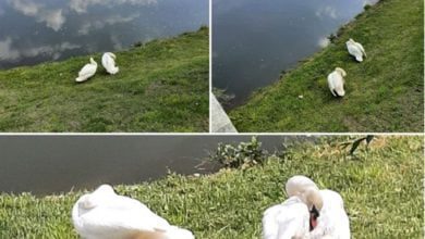 cisnes gracinda Sem Titulo