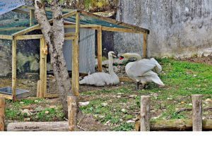 cisnes jesus baptista 74711418 3598022934482871136 n scaled 1