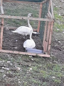 cisnes jose A figueiredo 7516297025 7616088429313768789 n scaled 1