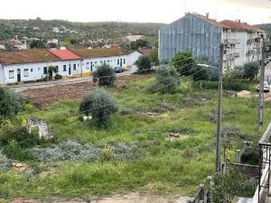 oliveiras 53115 5042634629131530612 n