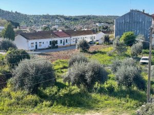 oliveiras 728115 4064025220550189725 n
