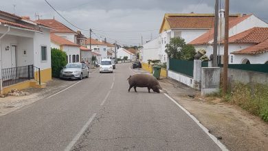 santa cita 1474 7284173720202031420 n
