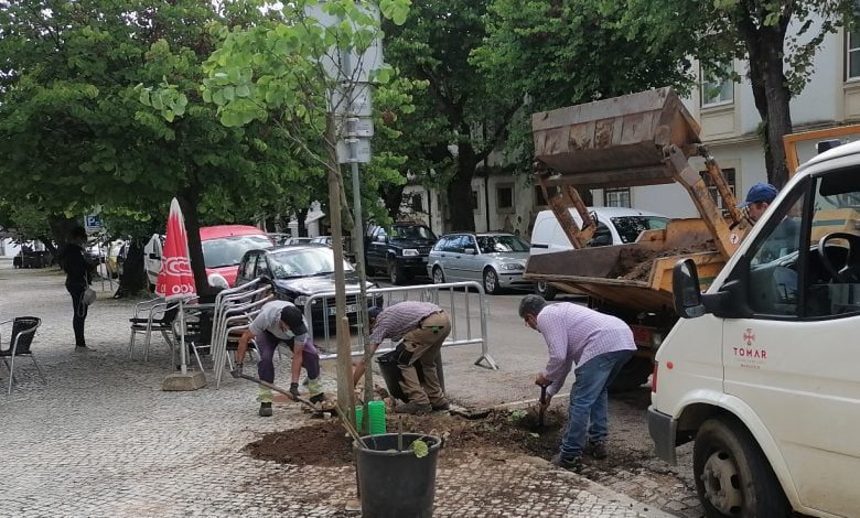 Substituída mais uma olaia na rua dos Arcos arvore olaia IMG 20210512 100316