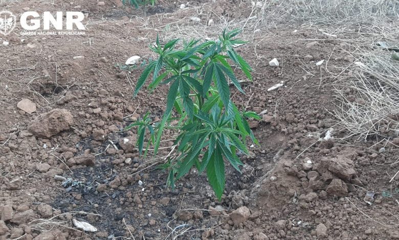 GNR apreende 171 plantas de canábis em Alcanena GNR mostrarImagem