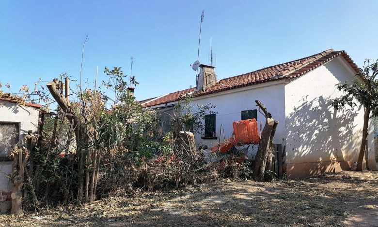 Junta corta árvores e moradora idosa fica sem sombra no seu quintal IMG 20210708 090703