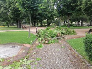arvore IMG 20210706 074128