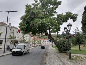 arvore IMG 20210706 074253
