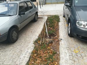 arvores IMG 20210725 091537