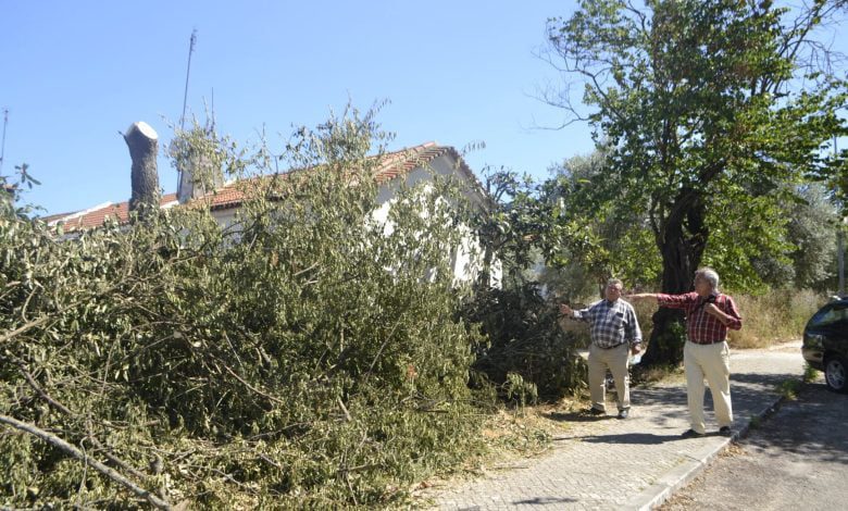 Junta de freguesia urbana arrasada por “crime” contra árvores arvores junta 597 89926944058317329 n