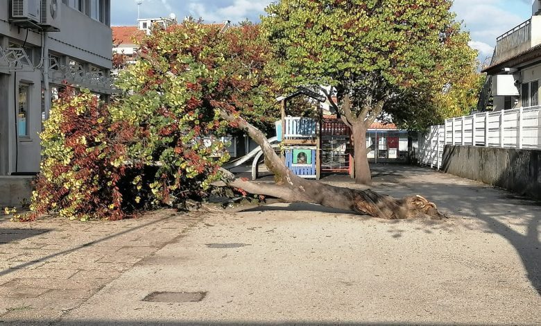 Árvore caiu na escola básica dos Templários arvore IMG 20210925 175742