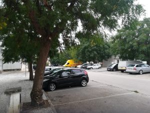 arvores IMG 20210916 081613