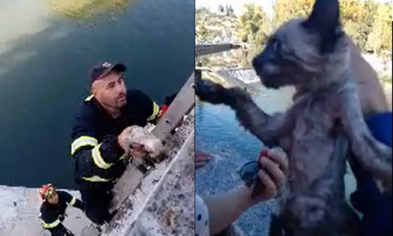Bombeiros resgatam gato das arcadas da ponte velha (c/ vídeo) gato