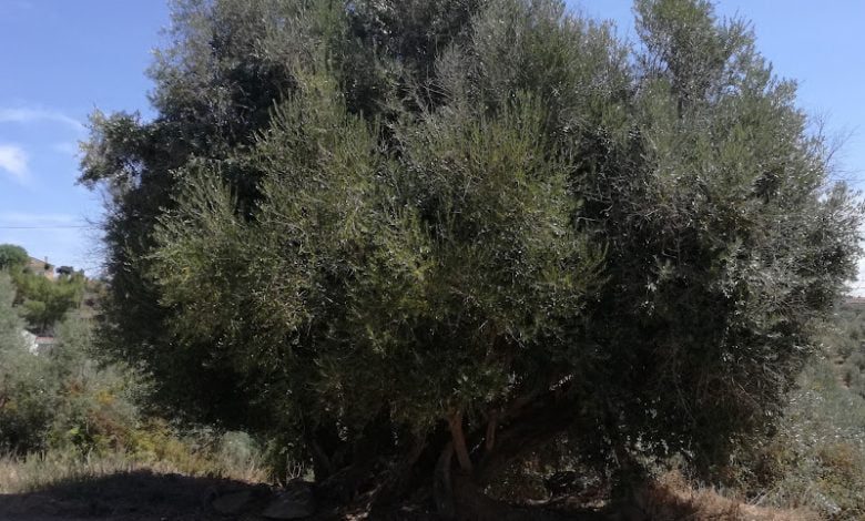 Sabia que em Tomar há oliveiras com mais de 2 mil anos? oliveira vila nova serra 2017 08 24