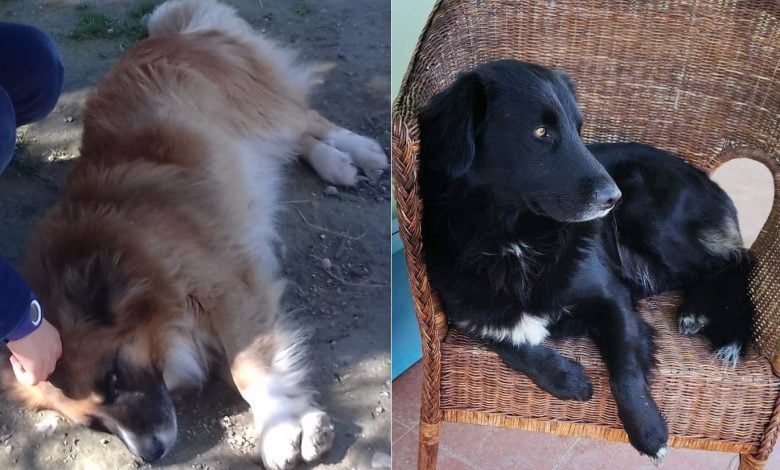 Apelos: cães desaparecidos apelo 6789e