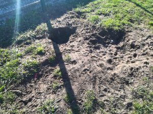 parque canino IMG 20211107 092213