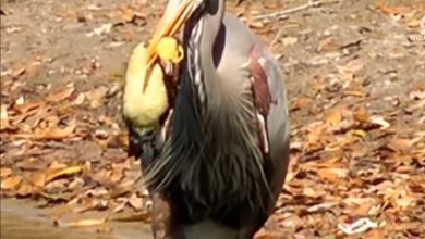 garca pato