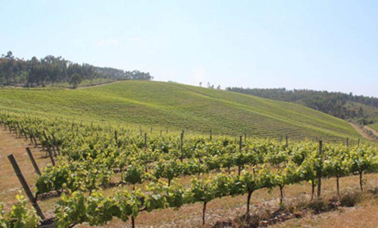 Revista de vinhos “Grandes Escolhas” destaca Encosta do Sobral vinho 0