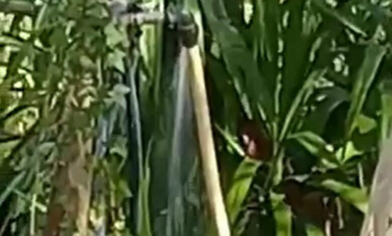 Água jorra no Flecheiro há quatro dias (c/ vídeo) flecheiro agua