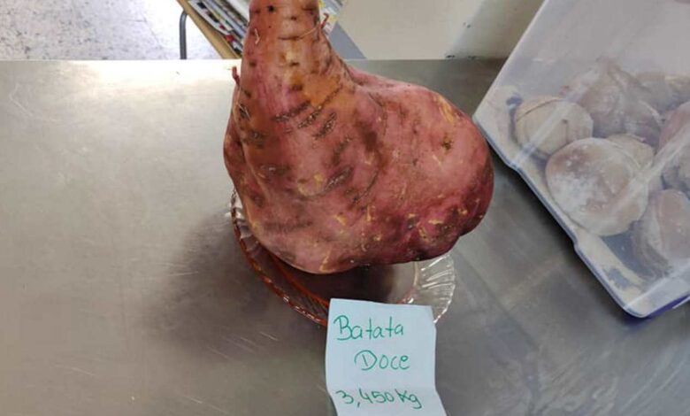 Uma batata doce com 3,450 kg (c/ vídeo) batata 66325 8310004711434920058 n