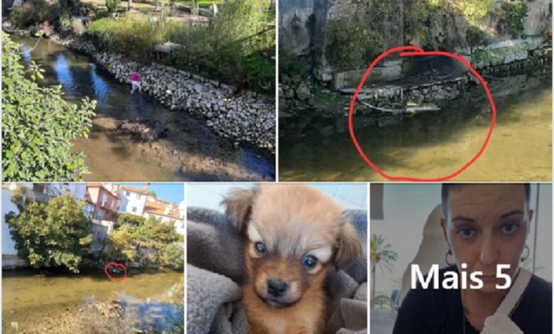 Mulher resgata cachorro do rio Almonda cao