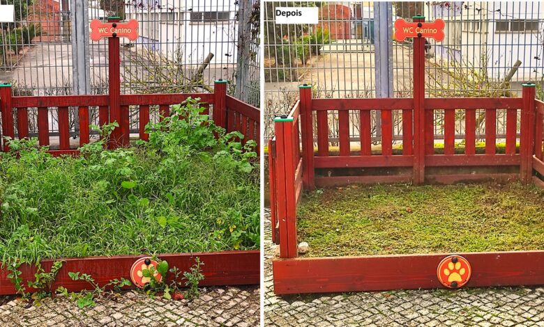 Junta limpa WC canino após publicação num blog wc caes 2