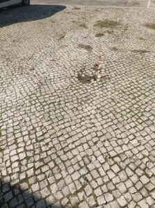 calcada IMG 20230216 143112