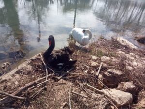 cisne 701062 4295667164023091922 n