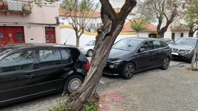 arvore IMG 20230412 135628