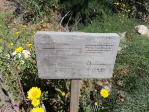 arvore IMG 20230416 111347